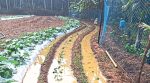 Rain: ಕರಾವಳಿಯ ವಿವಿಧೆಡೆ ಸಿಡಿಲು ಸಹಿತ ಮಳೆ; ಬಜಪೆಯಲ್ಲಿ ತರಕಾರಿ ಕೃಷಿಗೆ ಹಾನಿ