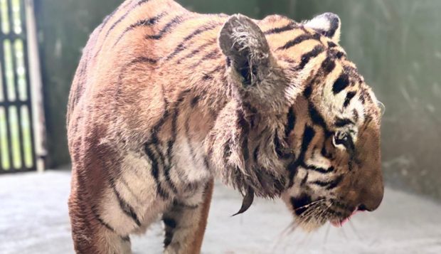 Anjani, the female tiger, passed away at Tyavarekoppa sanctuary