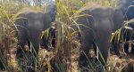 Elephant: ಬೆಳಗಾವಿಯ ಖಾನಾಪುರದಲ್ಲಿ ಸೆರೆ ಹಿಡಿದ ಗಂಡಾನೆ ಸಕ್ರೆಬೈಲು ಆನೆ ಬಿಡಾರಕ್ಕೆ