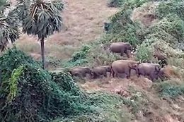 Elephant: ಆಹಾರ ಅರಸುತ್ತಾ ಹೊರಟ ಹೆಣ್ಣಾನೆ 70 ಅಡಿ ಆಳದ ಕಮರಿಗೆ ಬಿದ್ದು ಸಾ*ವು