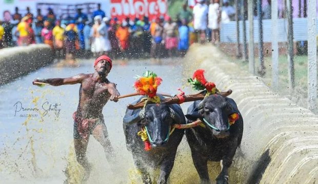 Naringana Kambala 2025 result