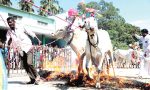 sankranti-karnataka