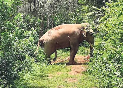 Uppinangady: ಕೆಮರಾ ಕಣ್ಣಿಗೆ ಸಿಕ್ಕಿದ ಕಾಡಾನೆ